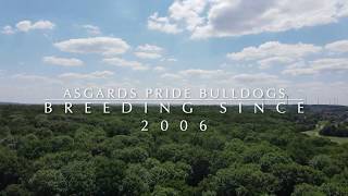 quot Bulldoggen und Drohne quot  Asgards Pride Bulldogs  Full HD [upl. by Arimaj]