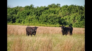 2094 acres Turkey Creek Cattle Ranch for sale in Clay County Texas  2375per acre [upl. by Neron605]