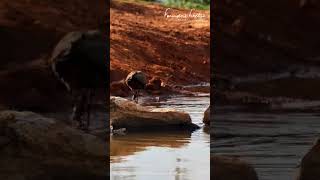 Hamerkop bird catching a frog at our hide at Founders Lodgegroundtruthglobal naturalbornrunners [upl. by Aloin]