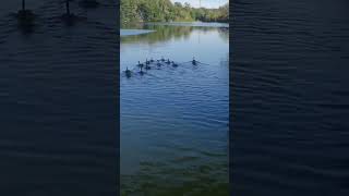 lacdevirychatillon oies sauvages par dessous le pont oiseaux deau nature et environnement [upl. by Jarib]