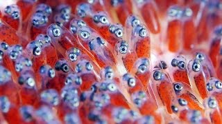 Clownfish Eggs  The Real Finding Nemo [upl. by Desiree]