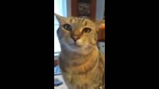 Cat Talks Back to Mom [upl. by Vivle]