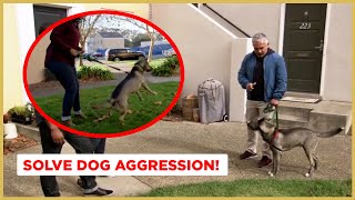 How to Solve Dog Aggression  Dog Nation [upl. by Uahc]