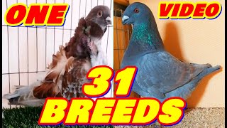 Lets Know About 31 Pigeon Breeds  Fancy Pigeon Breeds Collection  Colorful Fancy Pigeon [upl. by Ttoille]