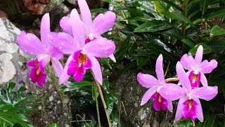 Laelia anceps Irwins [upl. by Jak]