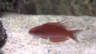 Filamented Flasher Wrasse Paracheilinus filamentosus  LiveAquariacom [upl. by Correy436]