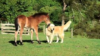 Documentary on Dartmoor Ponies [upl. by Yorgen]