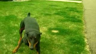 Doberman Attack Training [upl. by Notsew464]