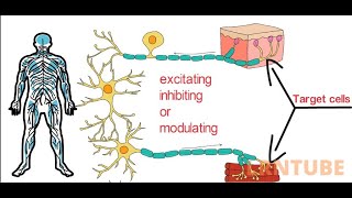 Neurotransmitters Classification Types and Functions [upl. by Lounge]