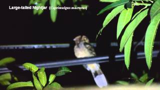 Malaysian Nightjar [upl. by Berl]