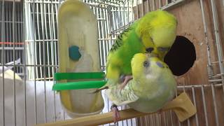 BudgiesParakeets MatingBugles And Lil KeekeeВолнистых попугаев [upl. by Osithe]