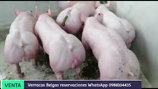 Verracos Belgas [upl. by Adele]