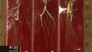 Memorysaving ginseng targeted by poachers [upl. by Nathanil]