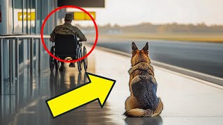 Veterans Dog Waits 6 Years At Airport  Then A Miracle Happens [upl. by Melamie563]