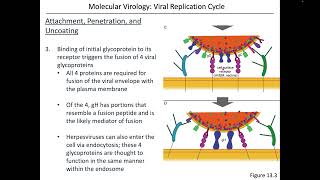 Virology Chapter 13 Part 2 [upl. by Robena]