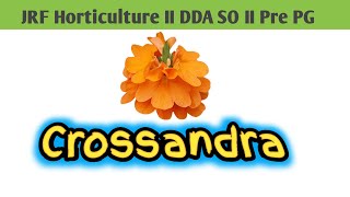 Crossandra II Production Technology of Crossandra II Firecracker flower [upl. by Galitea]