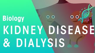 Kidney Disease and Dialysis  Health  Biology  FuseSchool [upl. by Arata]