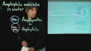 Topic 27  Amphiphilic molecules [upl. by Emearg]