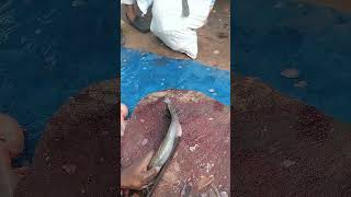 Incredible Wallago Attu Fish Cutting Skills shorts [upl. by Aynekal]