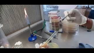 Urease Test  Microbiology  urease bacteria biochemical [upl. by Grim]