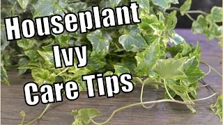 Houseplant Ivy Care [upl. by Beberg]