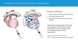 Techniques and Best Practices for Cardiomyocyte Isolation 心肌細胞分離技術和實作的詳細解說 [upl. by Suciram938]