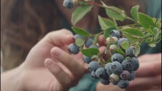 Driscoll’s Blueberries  Pursuit of Flavor [upl. by Flam891]