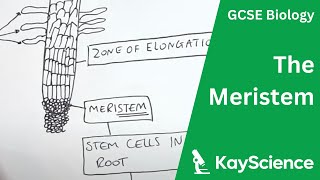 The Meristem  GCSE Biology  kaysciencecom [upl. by Nalla]