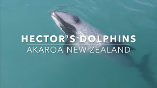 Swimming with Hectors Dolphins in Akaroa New Zealand Onuku Farm Hostel [upl. by Nnyledam317]