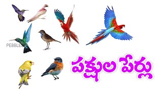 Birds names in Telugu  పక్షుల పేర్లు  Learn birds names in Telugu [upl. by Alrick]