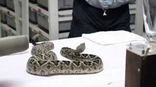 Venom Extraction Eastern Diamondback Rattlesnake [upl. by Amandi]