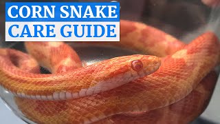 Corn Snake InDepth Care Video [upl. by Dibrin835]