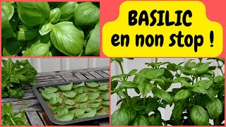 Apprenez à tailler et à conserver votre basilic pour en avoir toute lannée [upl. by Alesram]