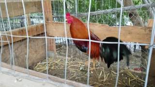 Morning feeding American gamefowl [upl. by Othella]