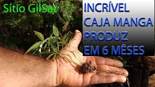 INCRÍVE CAJA MANGA PRODUZ EM 6 MÊSES DE PLANTADO A SEMENTE SítioGilSat [upl. by Gnen]