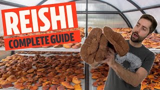 Unlocking The Secrets of The Worlds Greatest Mushroom Reishi aka Ganoderma lucidum [upl. by Judus169]