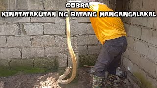 Cobra kinatatakutan ng batang mangangalakal [upl. by Sirenay115]