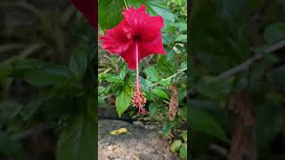 Hibiscus flower  Monadelphous Stamen [upl. by Anailuy]