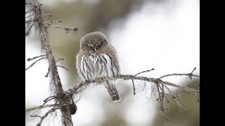 Northern Pygmy Owl Hooting [upl. by Earb]