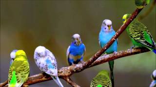 Birds Sounds Parrots  Ringtones for Android  Animal Ringtones [upl. by Maridel526]