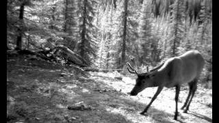 Banff National Park  A Wild Year [upl. by Aldercy]