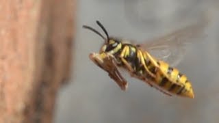 German wasps  slomo flight show Deutsche Wespen Zeitlupen Flugschau [upl. by Spatola270]