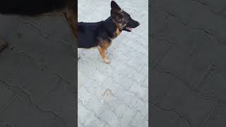 dangerous dog vs German shepherd 👺shorts viralvideo dangerous [upl. by Tedd]