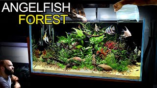 Building a STUNNING 3ft Aquarium for Angelfish amp Emperor Tetras [upl. by Pettifer]