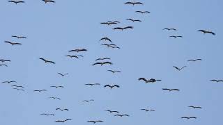 Gibraltar Bird Migration [upl. by Key]