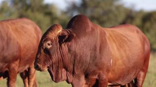 Afrikaner Cattle Beef [upl. by Salohci420]