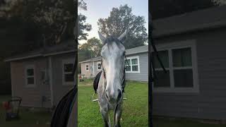 Using this sound on my ex racehorse 😂 [upl. by Henrion]