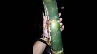 The real pethuk bamboo  bambu petuk jalu CEK DESKRIPSI [upl. by Ainnet]