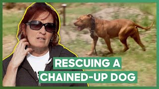 Abandoned Pit Bull Is Padlocked To A Chain  Pit Bulls amp Parolees [upl. by Zimmer145]