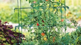 How to Support Tomatoes with Stakes amp Cages [upl. by Edris748]